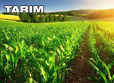Tarım